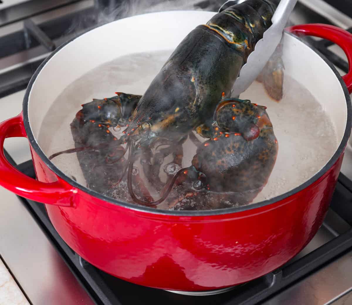 Angle shot of someone placing the lobster in a boiling pot of water. 