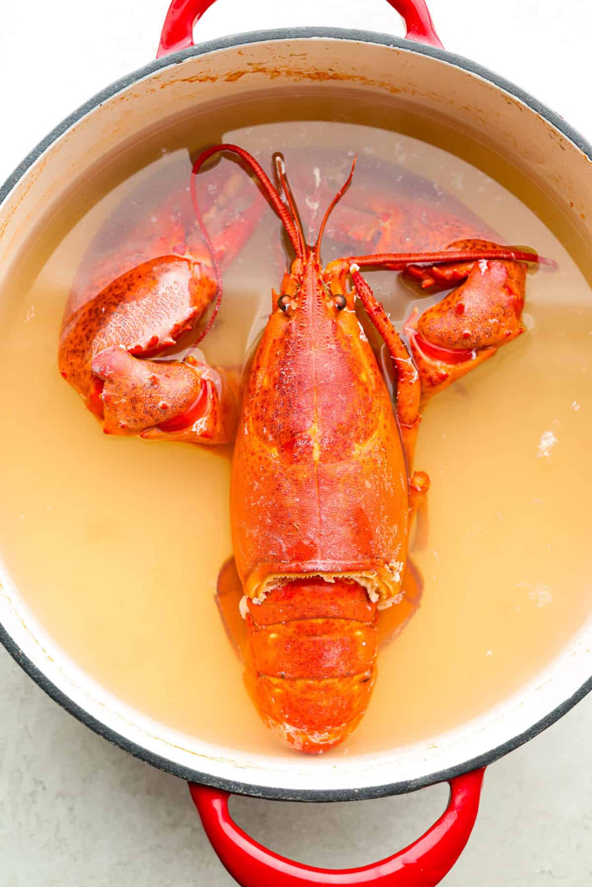 Overhead shot of a cooked lobster inside a pot. 